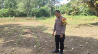 Polsek Nanga Tayap Polres Ketapang Laksanakan Pengecekan Perkembangan Tanaman Jagung Hibrida di Lahan Poktan Maju Bersama