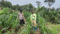 Bhabinkamtibmas Polsek Tumbang Titi Cek Perkembangan Tanaman Jagung Hibrida di Lahan Poktan Karya Bersama, Desa Sungai Melayu