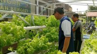 Kapolsek Sekayam Pimpin Panen Ketiga Kebun Hidroponik, Dukung Ketahanan Pangan Bergizi di Perbatasan
