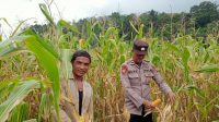 Bintara Pengerak Ketahanan Pangan Polsek Menyuke Mengikuti Panen Perdana Jagung Hibrida