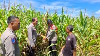 Pamatwil Kecamatan Mempawah Hulu cek lahan jagung siap panen didesa Tunang.