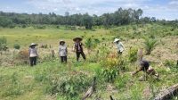 BINTARA POLSEK MERANTI PENGECEKAN DAN PENGOLAHAN  LAHAN PERCONTOHAN PENANAMAN JAGUNG
