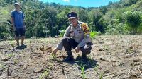 Bhabinkamtibmas dan Poktan Tengah Baru Cek Perkembangan Jagung di Desa Agak