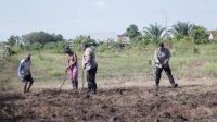 Polsek Delta Pawan Bersama Kelompok Tani Nilam Dua Laksanakan Penanaman Jagung Hibrida di Desa Kalinilam