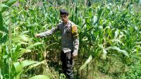Bhabinkamtibmas Polsek Sebangki Turun Langsung Cek Lahan Jagung di Hari Libur