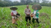 Bintara Pengerak Progres Cek Perkembangan Tanaman Jagung