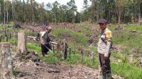 Polsek Kuala Behe Laksanakan Pengecekan Lahan Untuk Penanaman Tanaman Jagung Hibrida