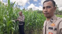 Pamatwil Ngabang – Jelimpo Lakukan Pengecekan Tumbuh Kembang Tanaman Jagung