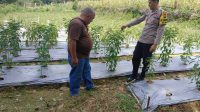 Mendukung Ketahanan Pangan Bintara Penggerak Desa Jelimpo cek Pekarangan Pangan Bergizi