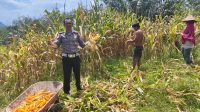 Kapolsek Mandor Apresiasi Panen Perdana Jagung di Mandor: Dorong Semangat Ketahanan Pangan”