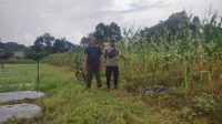 Perkuat Ketahanan Pangan, Polsek Sengah Temila Dampingi Warga Kelola Pekarangan