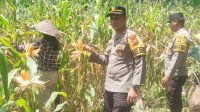 Kapolsek Mandor dan Bintara penggerak serta KWT DAHLIA Panen Perdana Jagung Hibrida di Desa Kayu Tanam”