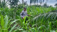 Bintara Penggerak Desa dan Bhabinkamtibmas Pantau Pertumbuhan Jagung di Sengah temila