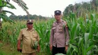 Cek Progres Tanaman Jagung Di Desa Ringo Lojok