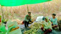 Bintara penggerak ketahanan pangan Polsek Mempawah Hulu Panen Jagung di Desa Sabaka.