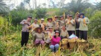 Bintara Penggerak Desa Angan Tembawang Menghadiri Kegiatan Panen Jagung Bersama KWT Anggrek Putih