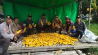 Kapolsek Air Besar Hadiri Panen Jagung Bukti Nyata Dalam Mendukung Ketahanan Pangan