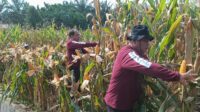 Pamatwil Panen perdana jagung hibrida Poktan saloro di Sompak.