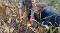Bhabinkamtibmas Polsek Mandor Cek Progres Tanaman Jagung di Desa Kayu Ara