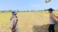 Personil Polsek Benua Kayong Polres Ketapang Laksanakan Pengecekan dan Pendampingan Kelompok Tani Sepadu 2