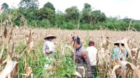 Bersama Poktan Bahata Bintara Pengerak Ketahanan Pangan Polsek Mempawah Hulu Panen Jagung Hibrida