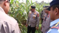 Kapolda Kalbar Tinjau Lokasi Panen Raya Jagung Serentak Tahap II dan Pabrik Pengolahan Jagung di Bengkayang