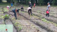 Penanaman Benih Jagung di Lahan Percontohan Polsek Sengah Temila Bersama Masyarakat