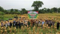 Panen Jagung Program 2: Kolaborasi Polsek Meliau dan PT. BHD Wujudkan Ketahanan Pangan Lokal