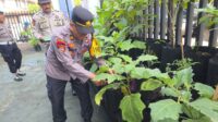 Polsek Kawasan Pelabuhan Dwikora Panen Sayuran Program P2B di Halaman Mako