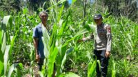 Kanit Binmas Polsek Sebangki Tinjau Perkembangan Tanaman Jagung Poktan LABE RAYA