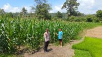 Bintara Pengerak Lakukan Pengecekan Progres Tanaman Jagung KWT Karumi Mandiri Di Desa Padang Pio