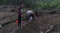 Bhabinkamtibmas Desa Pahauman Dampingi Penanaman Jagung Poktan Barage Jaya”