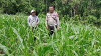 Pastikan pertumbuhan jagung , Bintara penggerak laksanakan pengecekan.