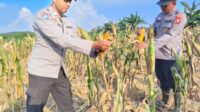 Polsek Kendawangan Laksanakan Panen Jagung Hibrida di Lokasi PT. PSL Desa Mekar Utama Kec. Kendawangan