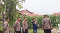 Kapolres Ketapang Tinjau Persiapan Panen Raya Jagung di Lahan Polres Ketapang