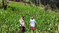 Bintara Pengerak ketahanan Pangan Desa Bagak Cek Progres Tanaman Jagung