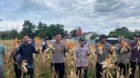 PANEN JAGUNG PERDANA DI DESA RIAM BERASAP HASILKAN 550 KG, DUKUNG KETAHANAN PANGAN KAYONG UTARA