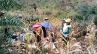 Panen Perdana Jagung Hibrida RI-1 di Desa Keranji Mancal, Dorong Ketahanan Pangan Lokal