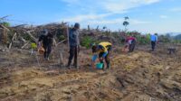 Polsek Mandor Lanjutkan Penanaman Jagung di Lahan Percontohan untuk Dukung Swasembada Pangan