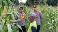 Persiapan Panen Serentak, Waka Polres Ketapang, Kapolsek Muara Pawan Tinjau Lahan Jagung di Desa Suka Maju Kec. Muara Pawan