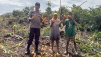 Aipda Rupinus Ahie Dampingi Petani Cek Panen Jagung di Lahan 3 Hektar