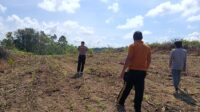 Polsek Menjalin Monitoring Perkembangan Tanaman Jagung di Lahan Percontohan Polsek Menjalin