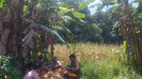 Bintara penggerak ketahanan pangan Polsubsektor Sompak Panen Jagung di Desa Pauh.