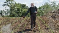 Kapolres Landak Turun Langsung Menjadi Petani, Ajak Masyarakat Mandiri Pangan