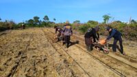 Dukung Ketahanan Pangan, Polsek Mandor Bersama Warga Bersihkan dan Siapkan Lahan Tanam