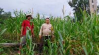 Bhabinkamtibmas Sebangki Tinjau Tanaman Jagung Poktan LELAMOK RAYA Dukung Ketahanan Pangan