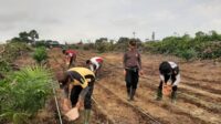 Kapolsek Mandor Bersama Anggota dan Warga Laksanakan Penanaman Lanjutan Bibit Jagung di Lahan Percontohan