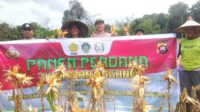 Polsek Sebangki dan PPL BPP Sebangki Panen Jagung Perdana 1,5 Ton “