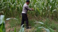 Bintara penggerak Desa Bilayuk cek progres penanaman jagung