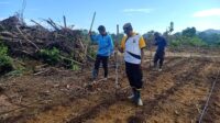 Polsek Mandor Tanam Jagung di Lahan Percontohan untuk Dukung Ketahanan Pangan